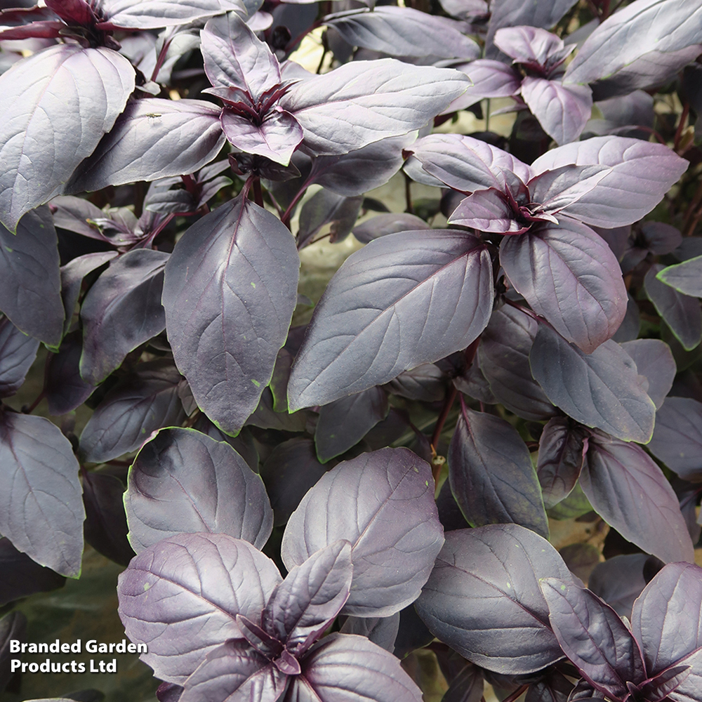 Basil 'Basilicious Velvet-Spice' F1 - Seeds image