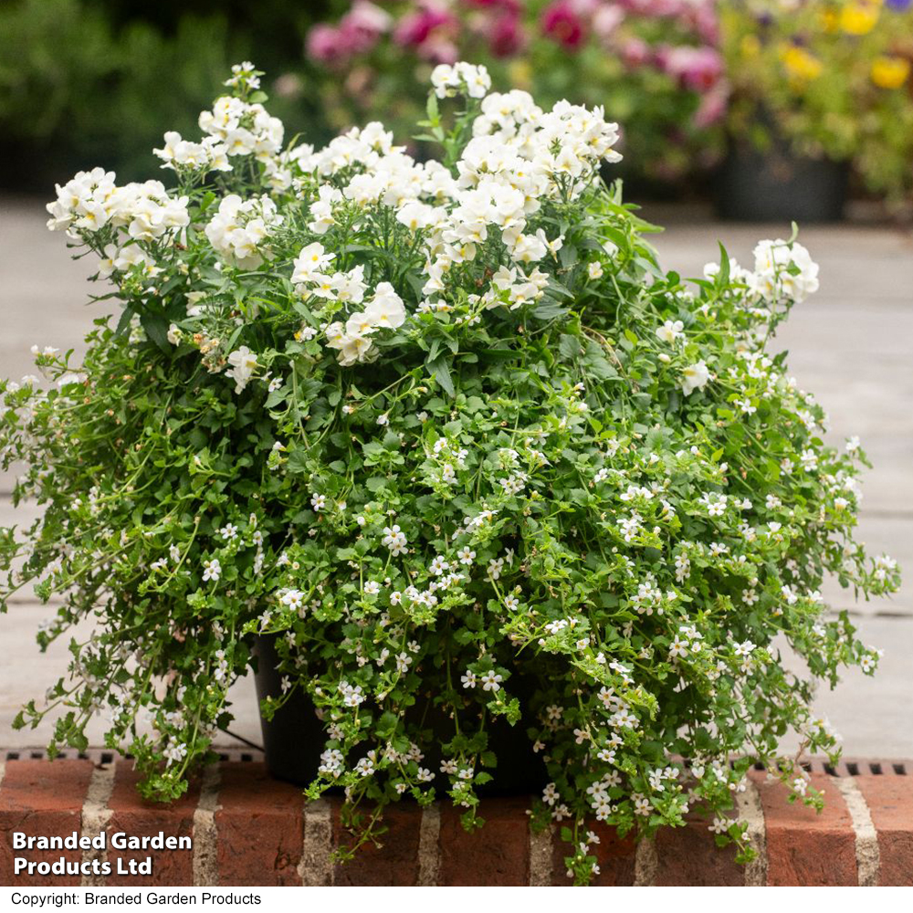 White Hanging Basket Duo image