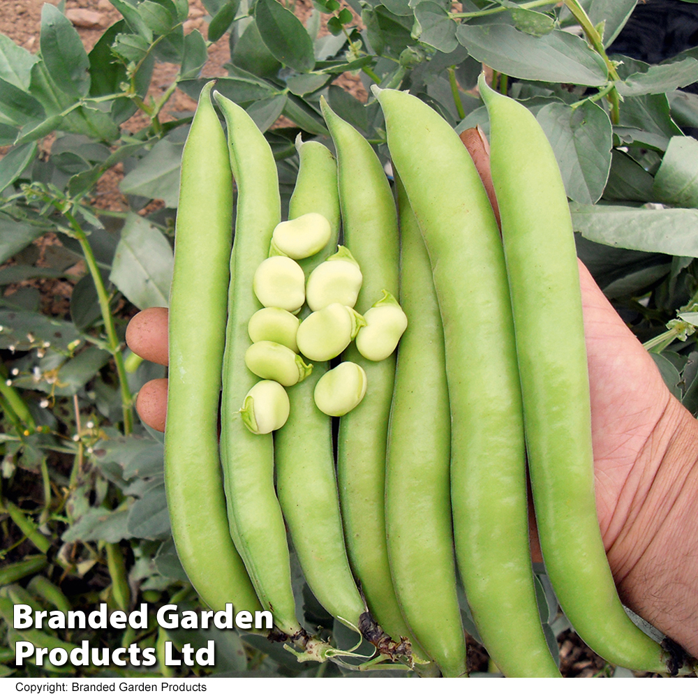 Broad Bean 'Luz de Otono' image