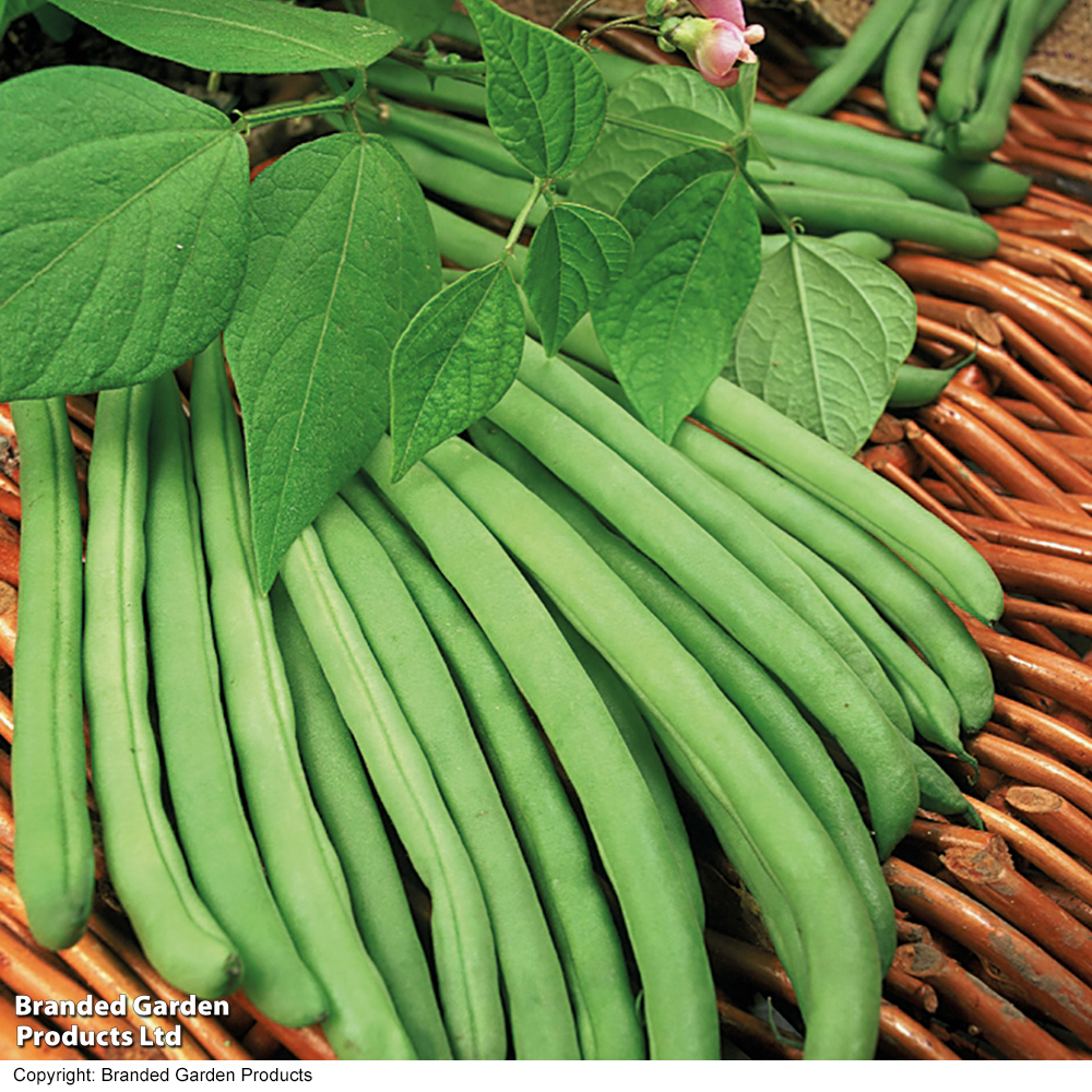 Climbing Bean 'Cobra' image