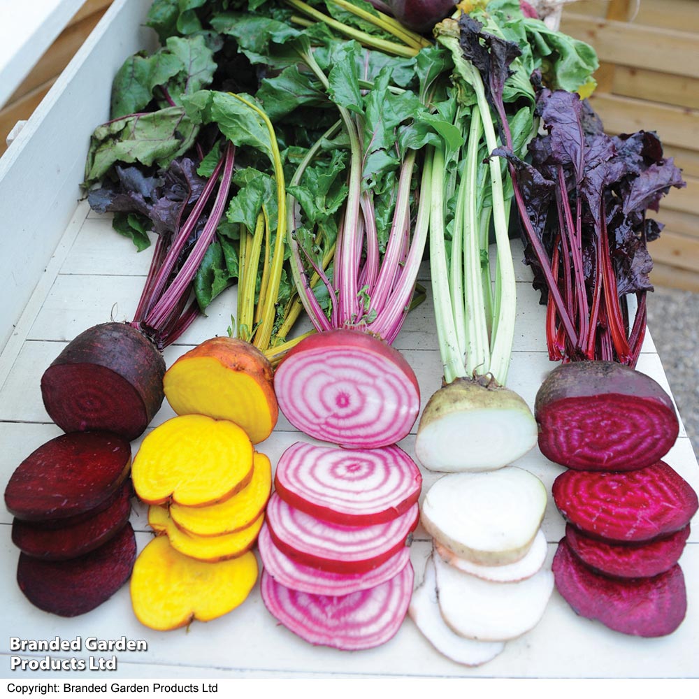 Beetroot 'Rainbow Mixed' image