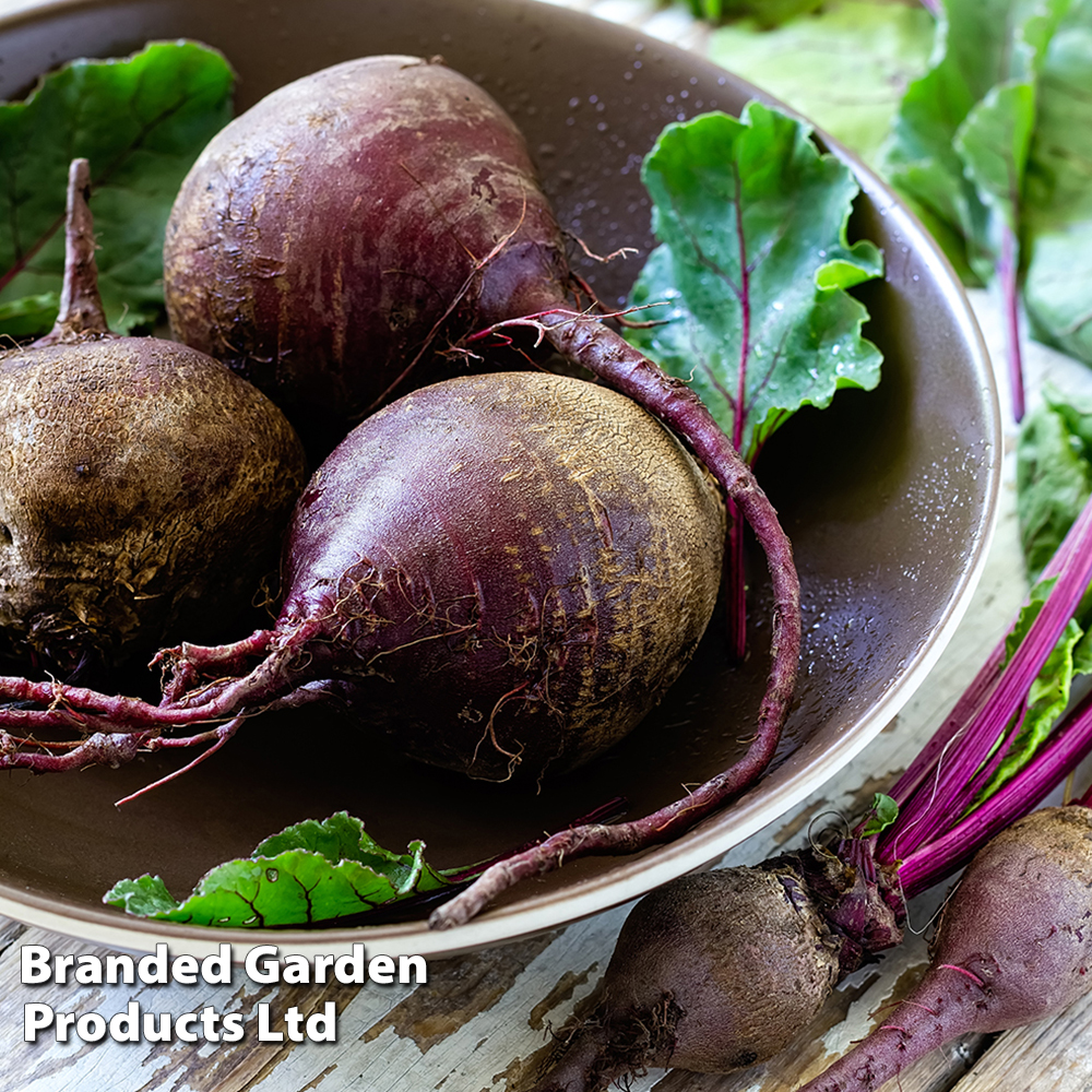 Beetroot Jolie F1 Seeds image