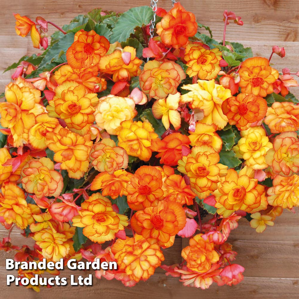 Begonia 'Cascading Fireball' image