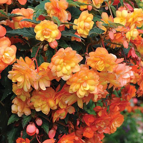 Begonia x tuberhybrida 'Apricot Shades Improved' F1 Hybrid image