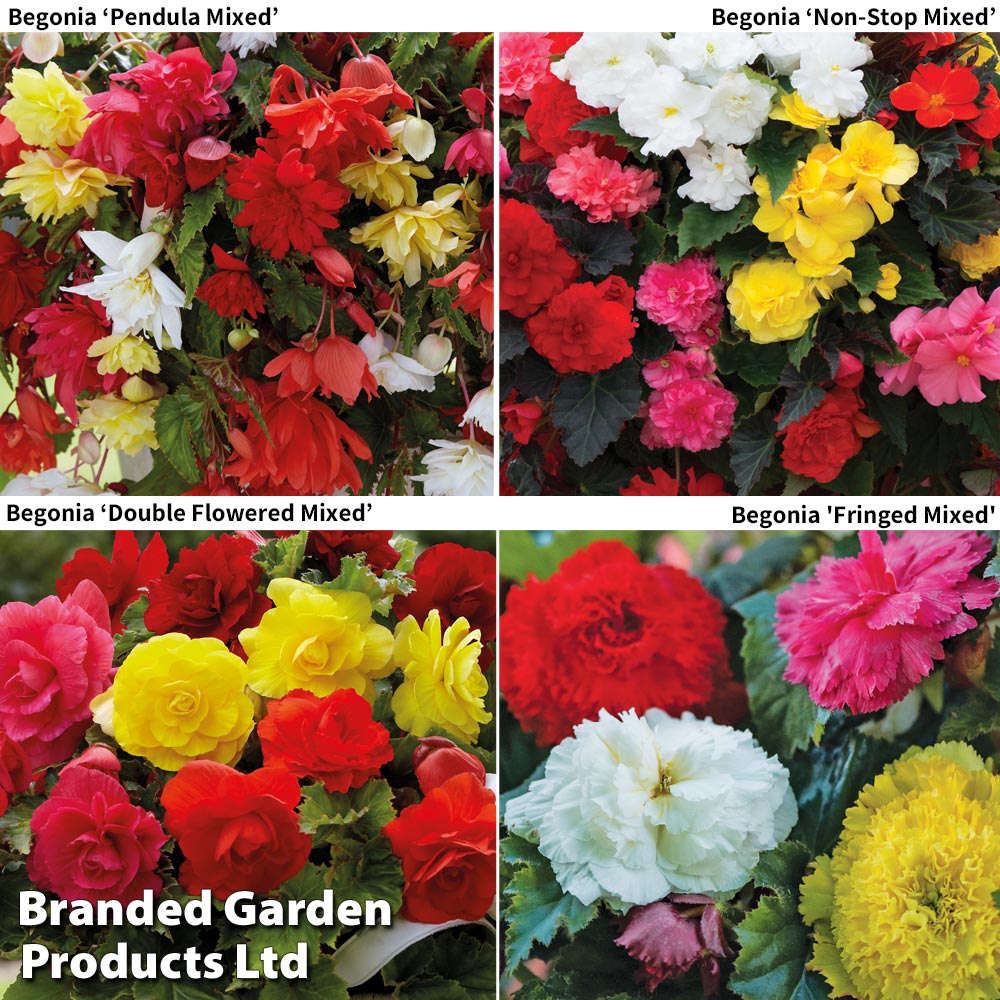 Begonia Tuber Collection image