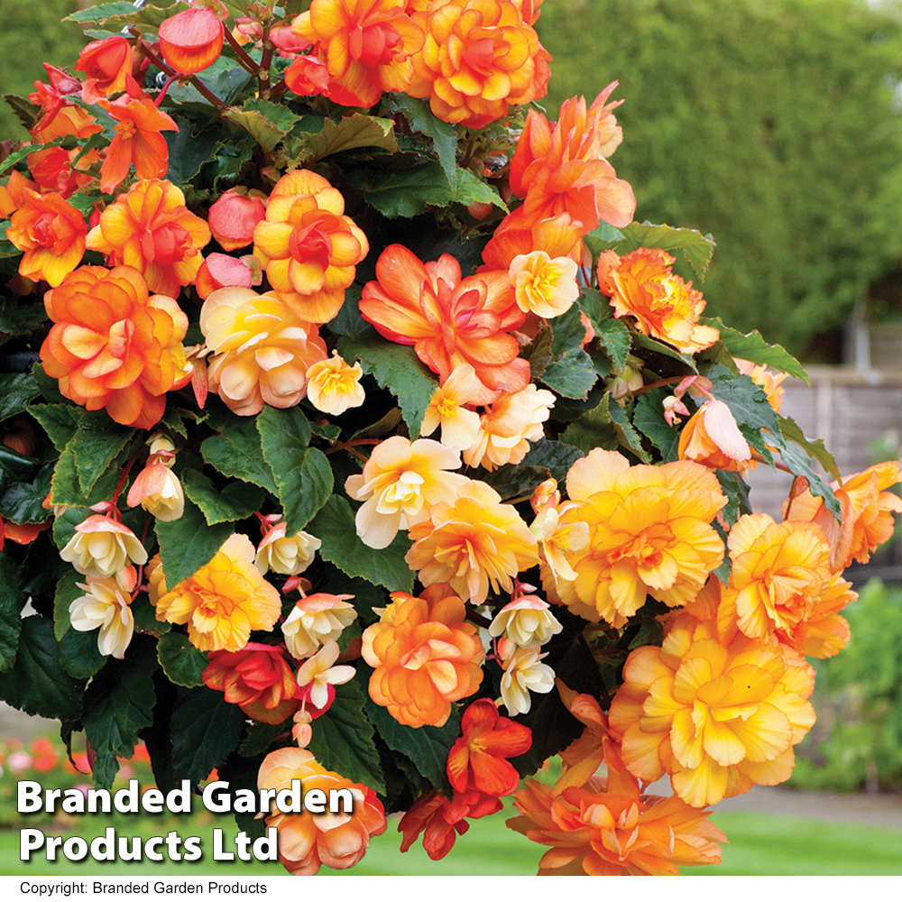 Begonia 'Apricot Shades' Pre-Planted Baskets image