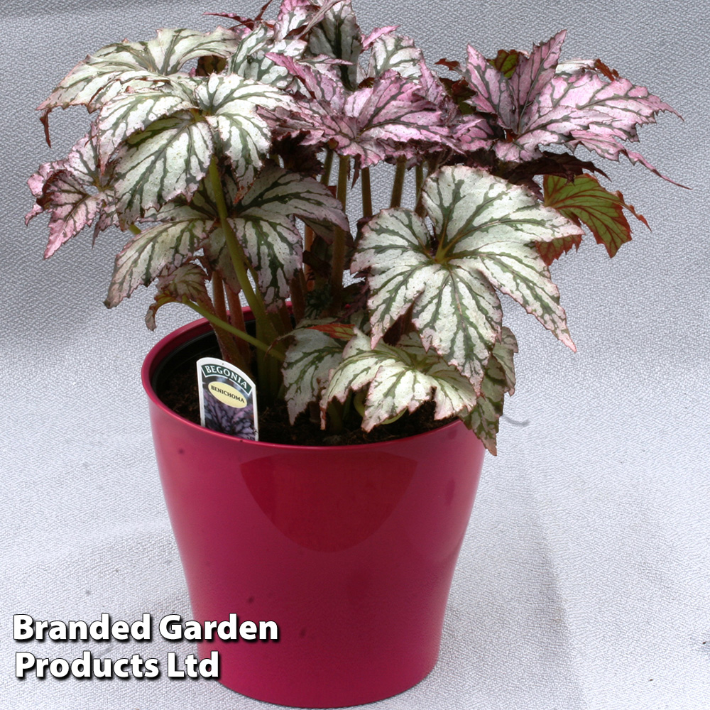 Begonia 'Benichoma' image