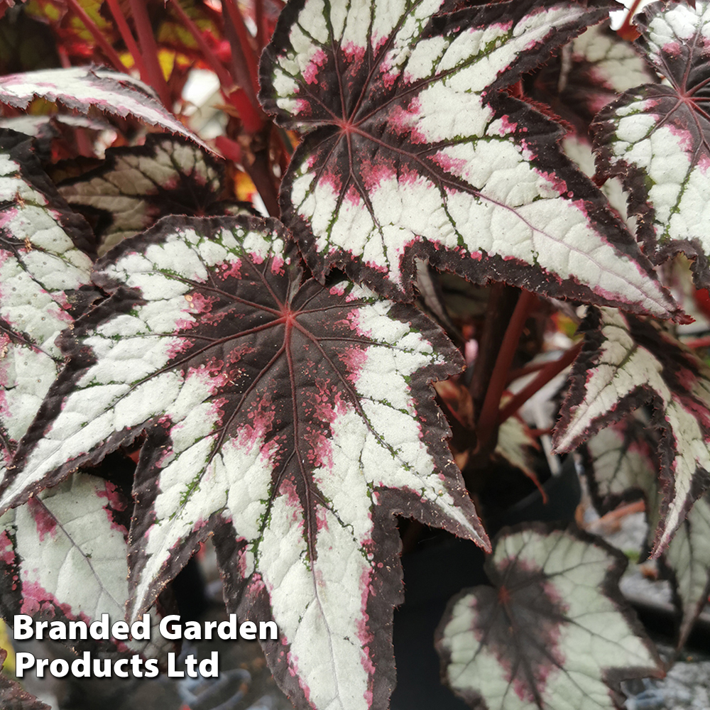 Begonia 'Dark Eyes' image