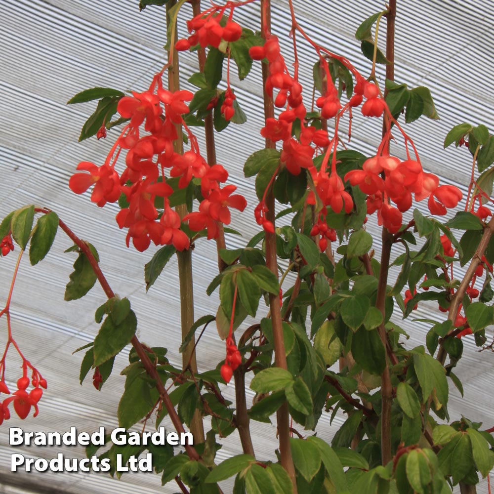 Begonia fuchsioides image