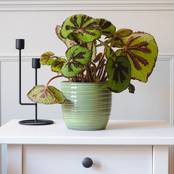 Begonia masoniana 'Rock' at Dobies