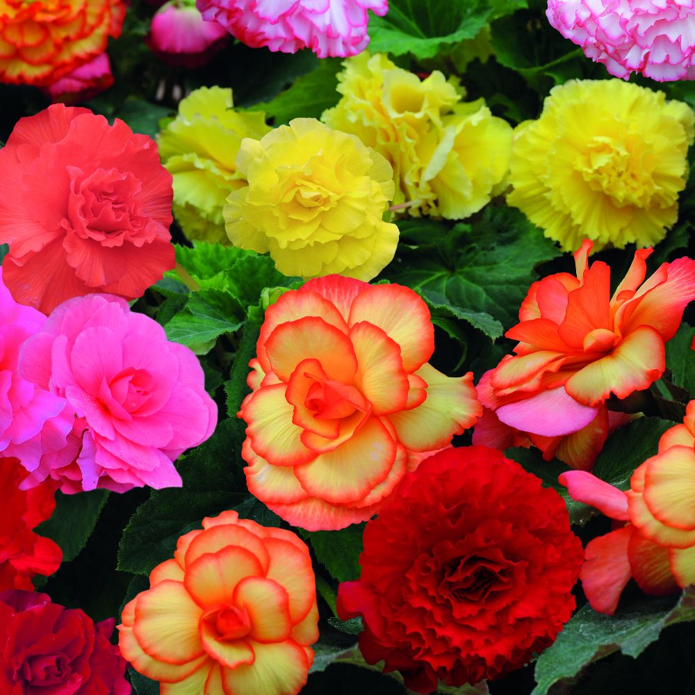 Begonia 'Majestic Mixed' image