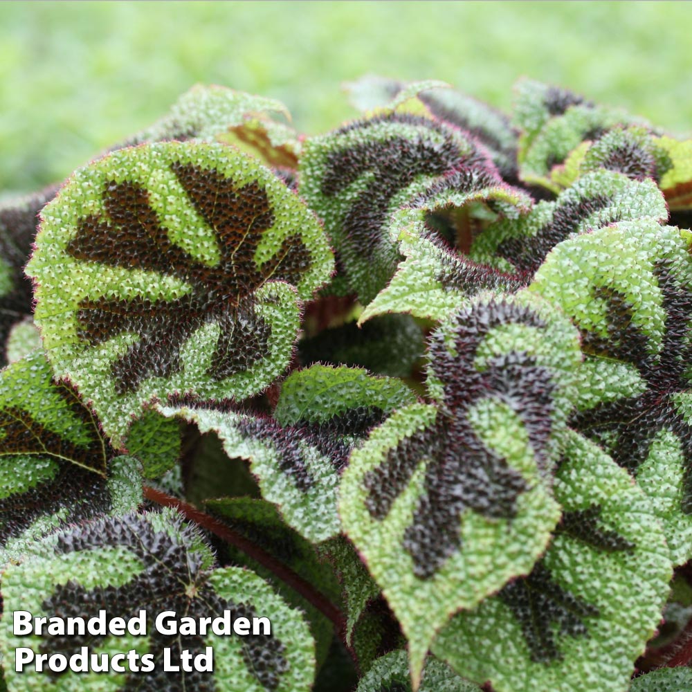 Begonia masoniana image