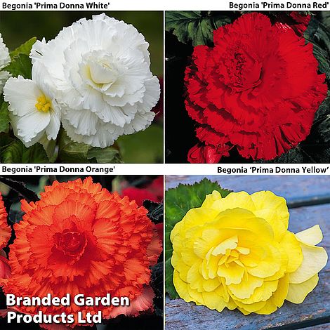 Begonia Prima Donna Bumper Pack image