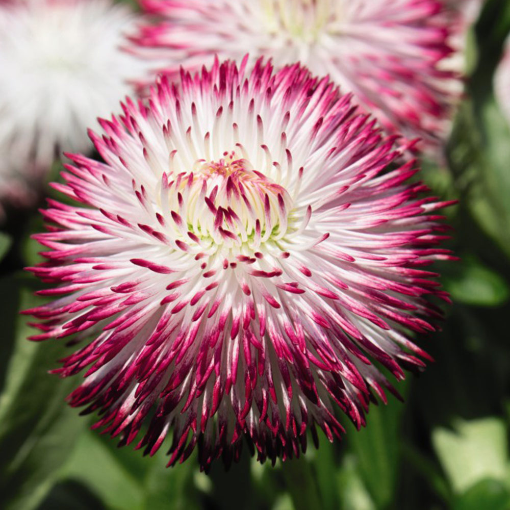 Bellis perennis 'Pomponette' Bicolour image