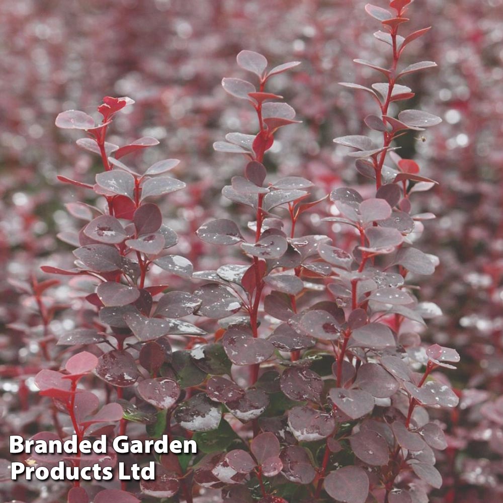 Berberis thunbergii 'Chocolate Summer' image