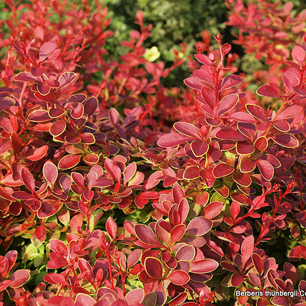 Berberis thunbergii 'Coral' image