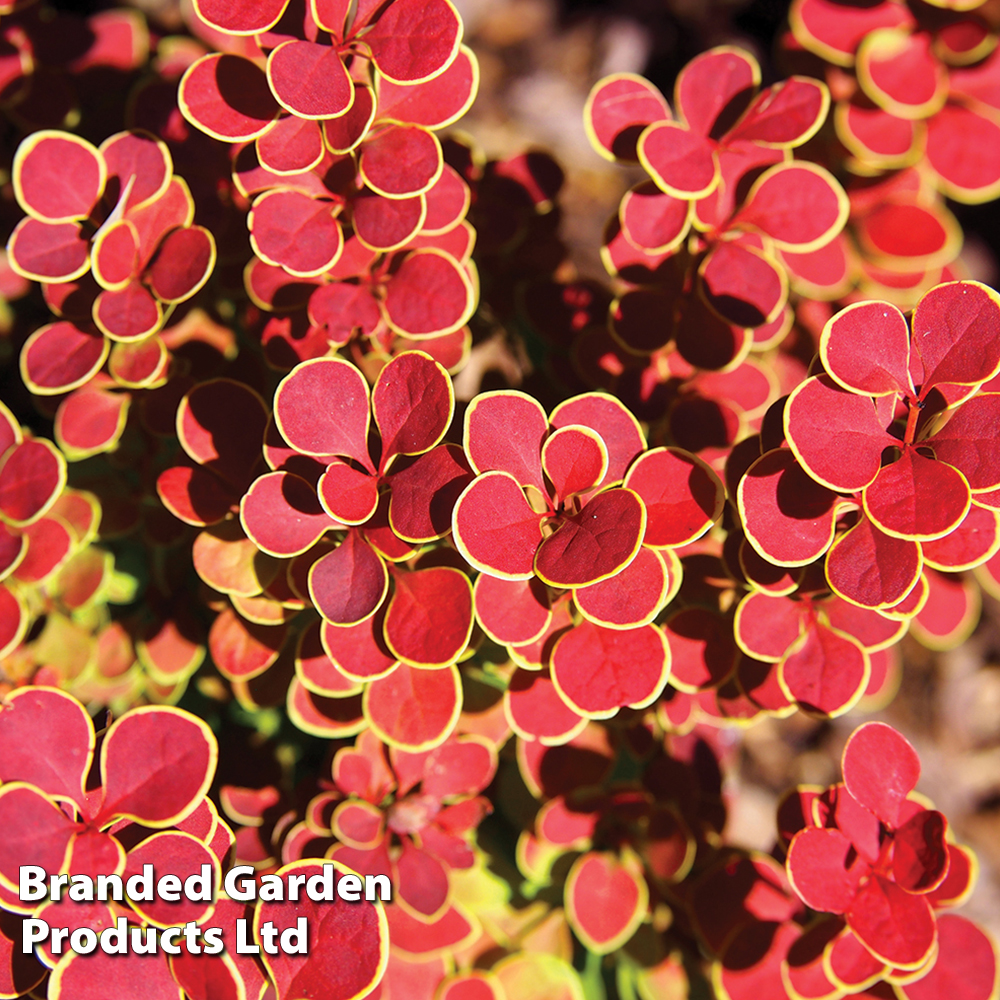 Berberis 'Orange Sunrise' image