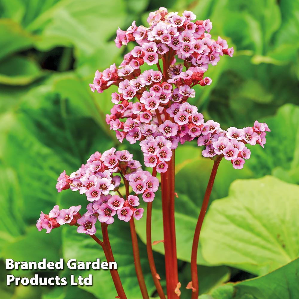 Bergenia Cordifolia at Dobies