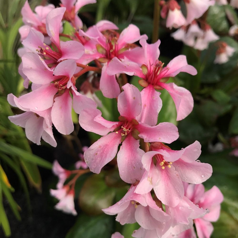 Bergenia 'Pink Ice' image