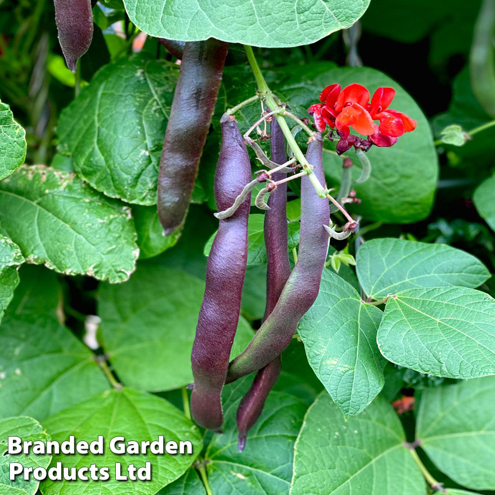 Runner Bean 'Black Knight' image