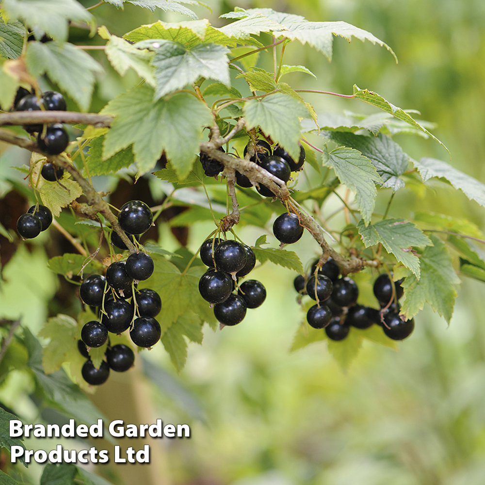 Blackcurrant 'Ben Alder' image