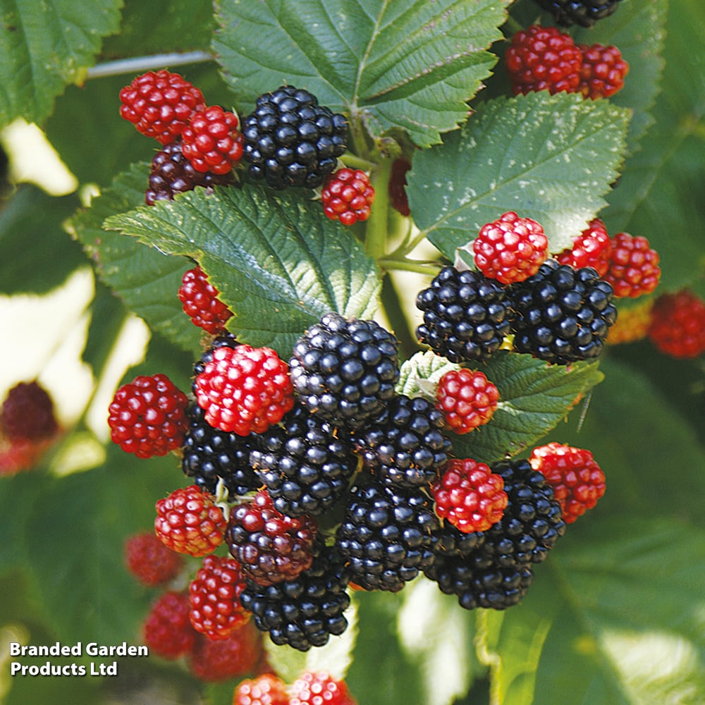 Blackberry 'Chester' image
