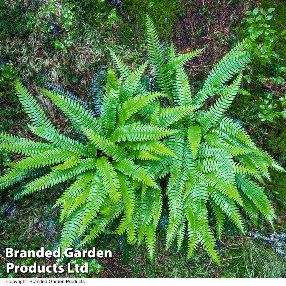 Blechnum spicant image