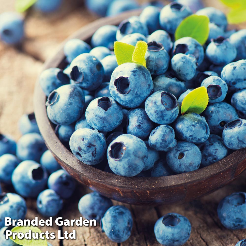 Blueberry 'Bluegold' image