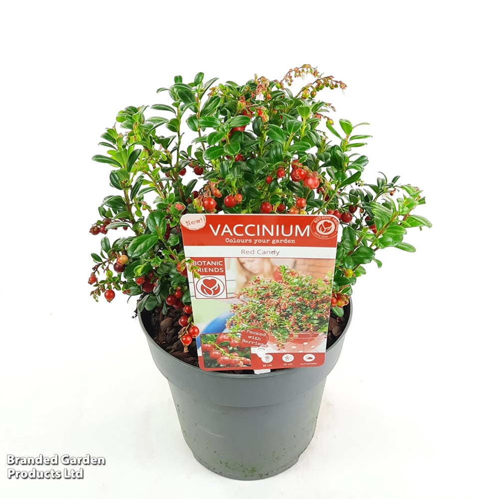 Cowberry 'Red Candy' image