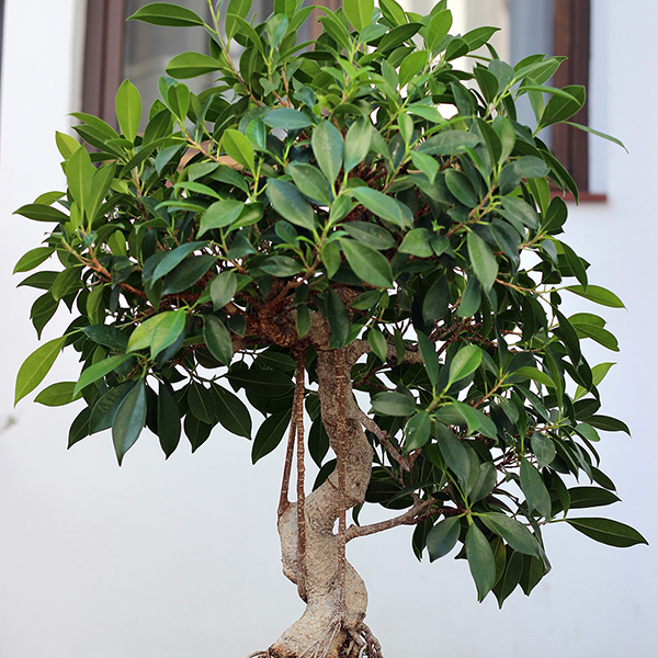 Bonsai Ficus In Ceramic Saucer at Dobies