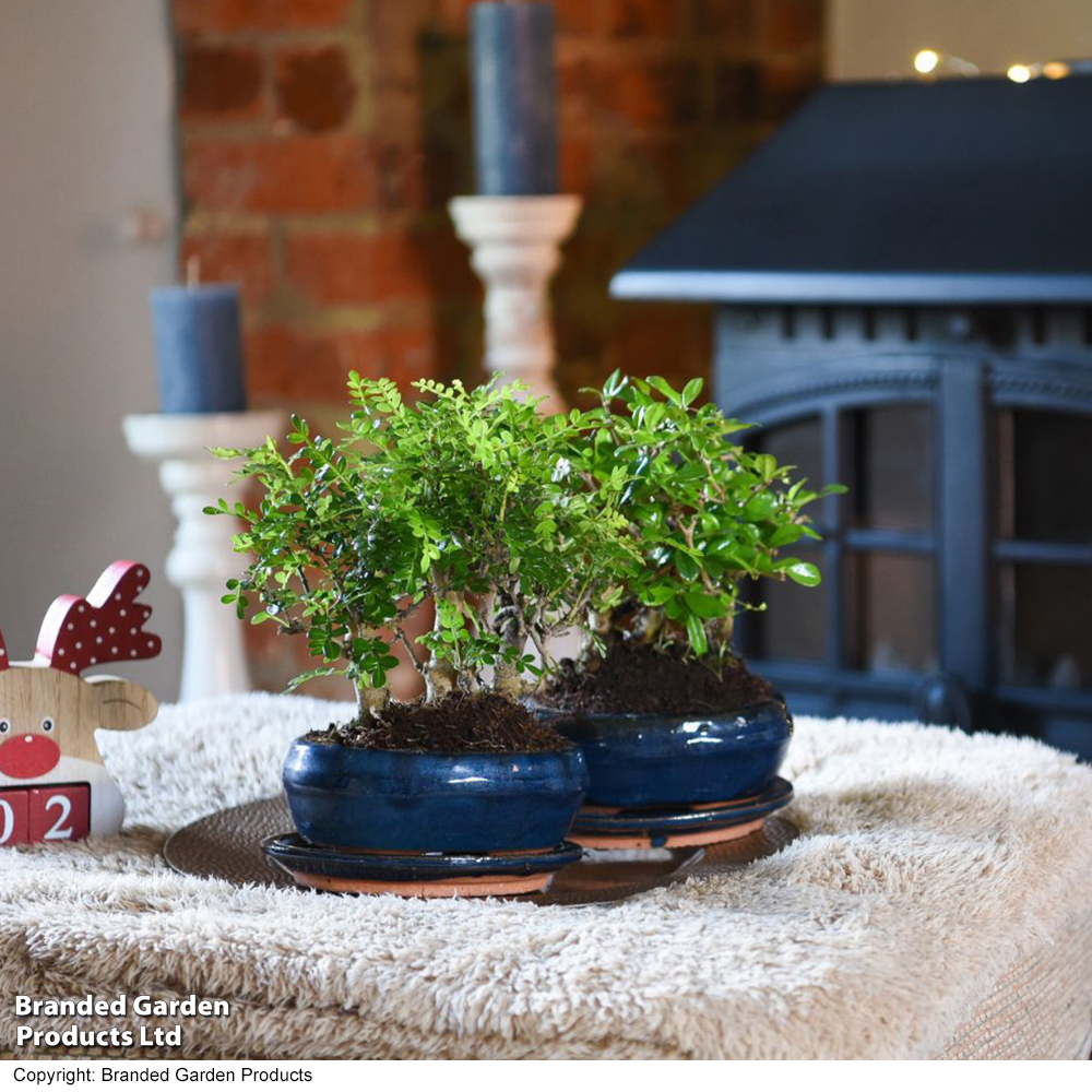 Bonsai Miniature Forest Mix image