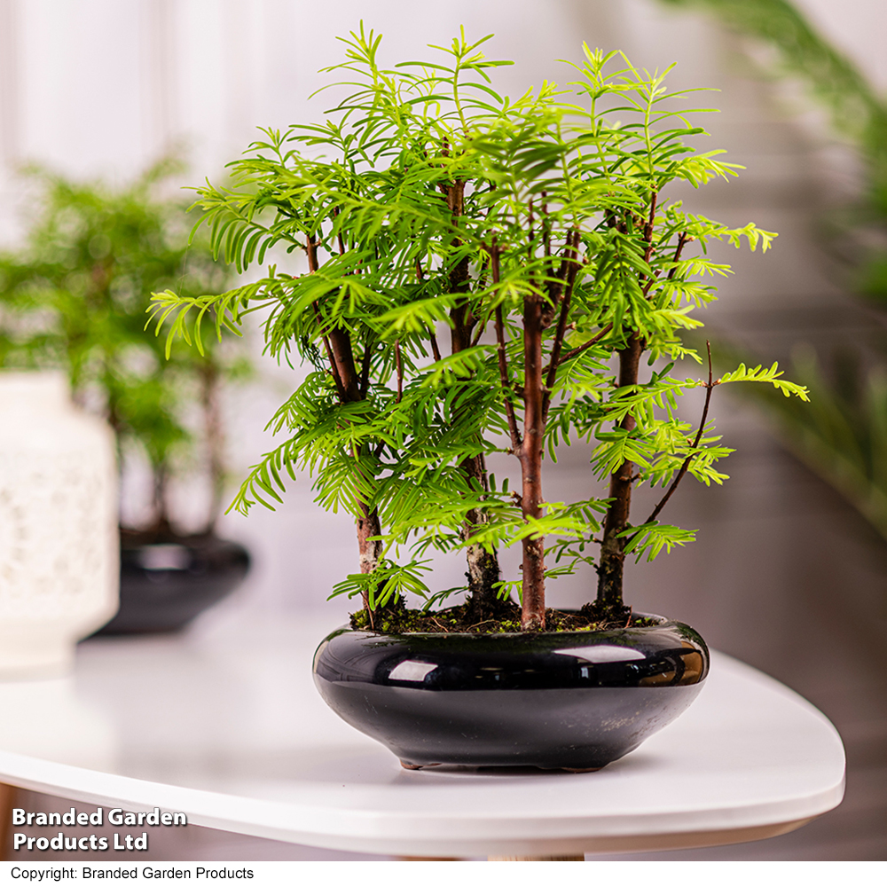 Bonsai Metasequoia Forest Modern Royal image