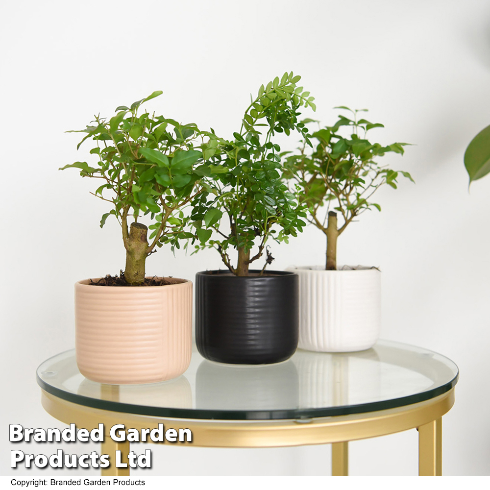 Bonsai Mix In Round Ceramic at Dobies