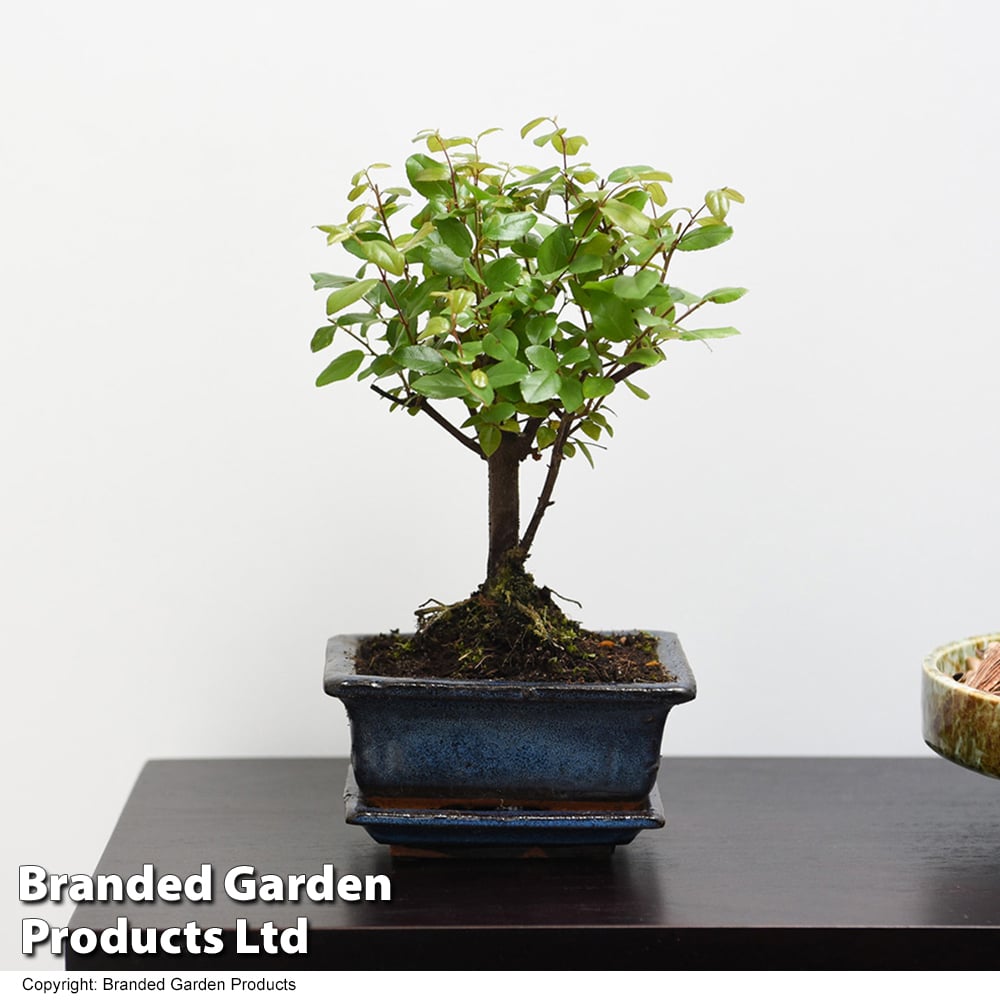 Bonsai 'Sageretia' in Ceramic Saucer image