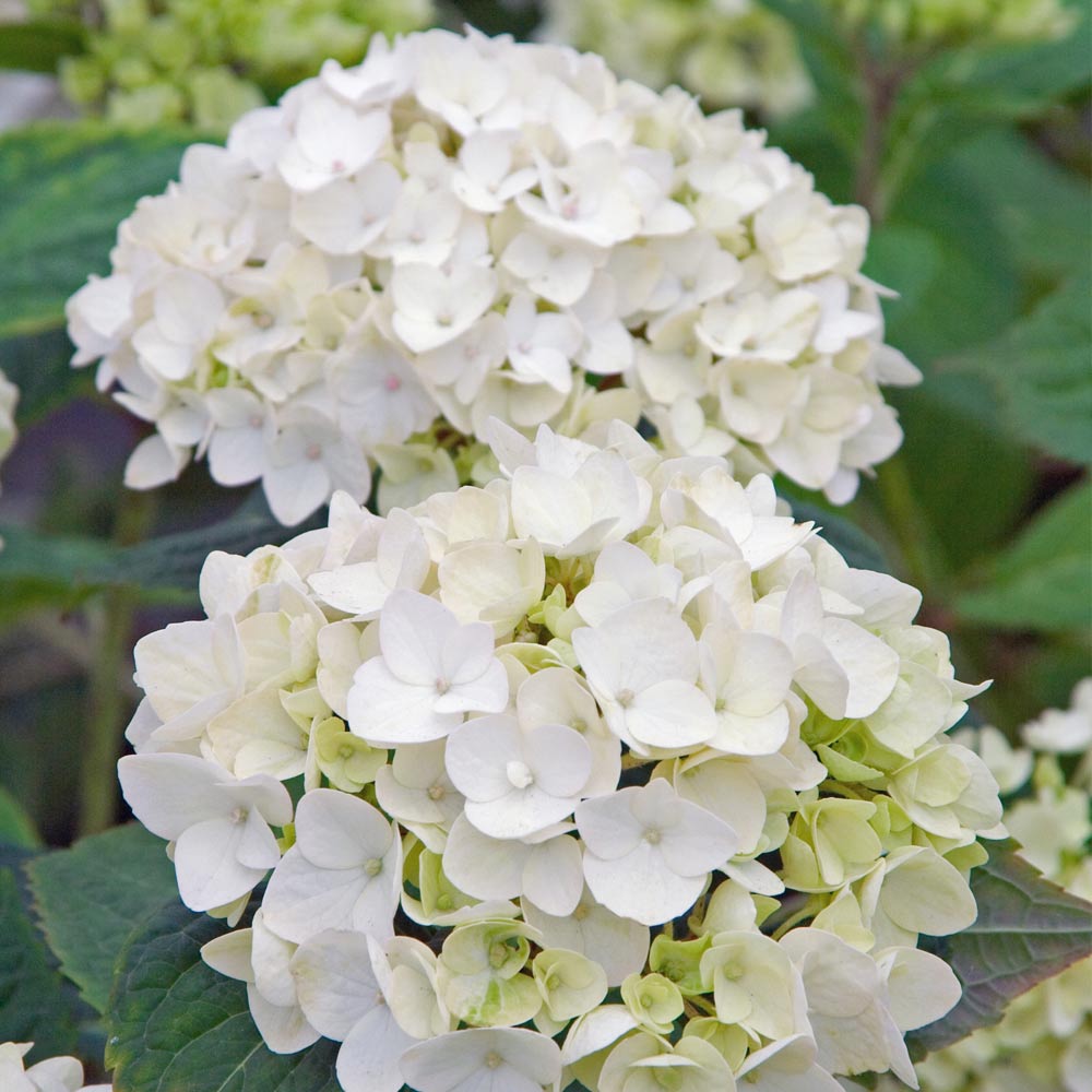 Hydrangea macrophylla 'Endless Summer - The Bride' image