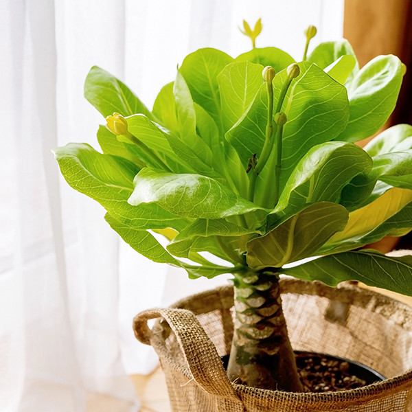 Brighamia insignis image