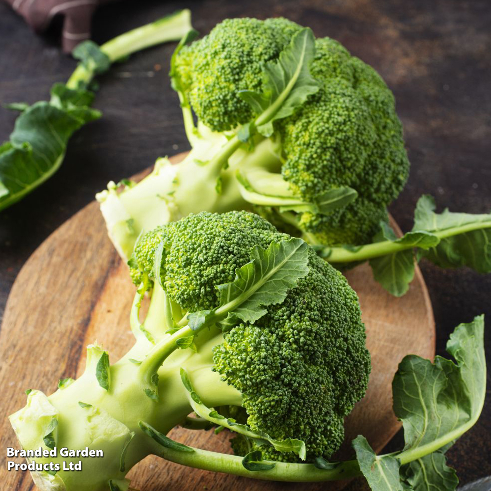 Broccoli (Calabrese) Continuity Collection image