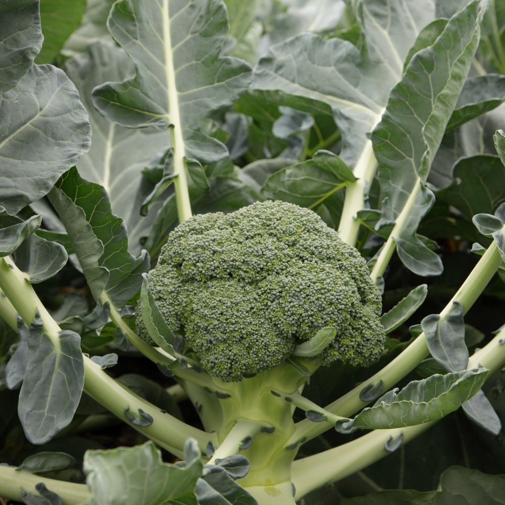 Broccoli 'Monclano' F1 Hybrid (Calabrese) image