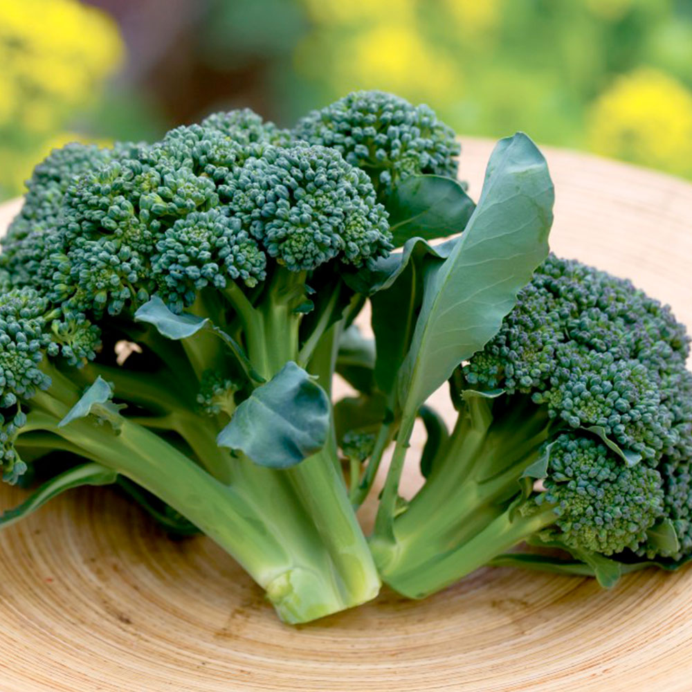 Broccoli Seeds - Sun King F1 image