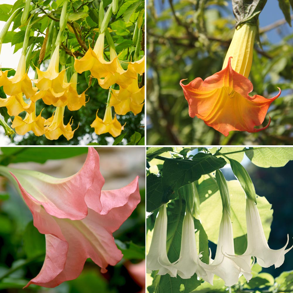 Brugmansia Collection image