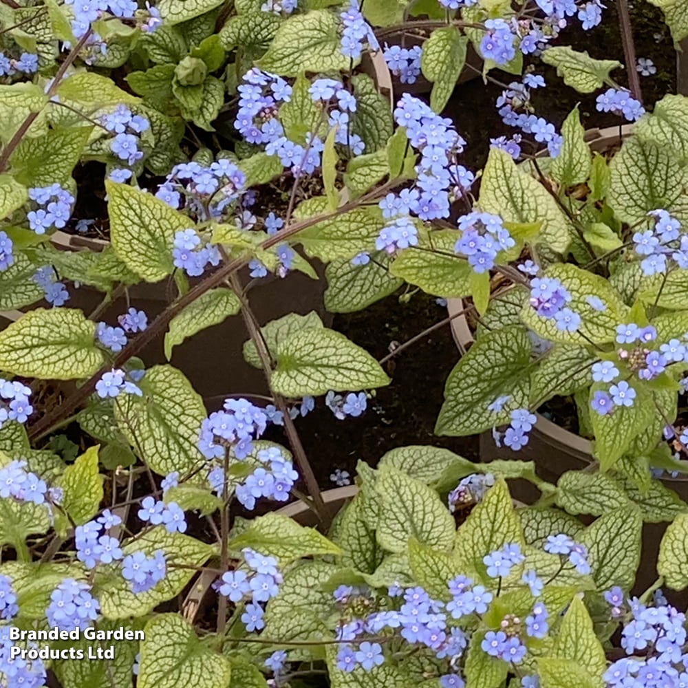 Brunnera macrophylla 'Alexandria' image