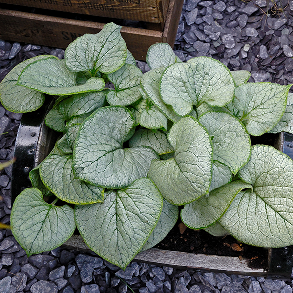 Brunnera macrophylla 'Looking Glass' image