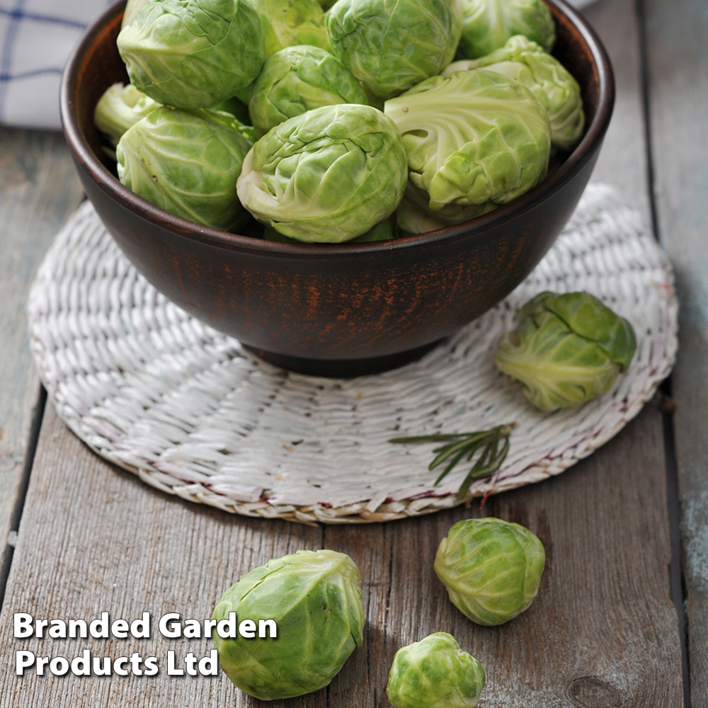 Brussels Sprout 'Churchill' F1 - Seeds image