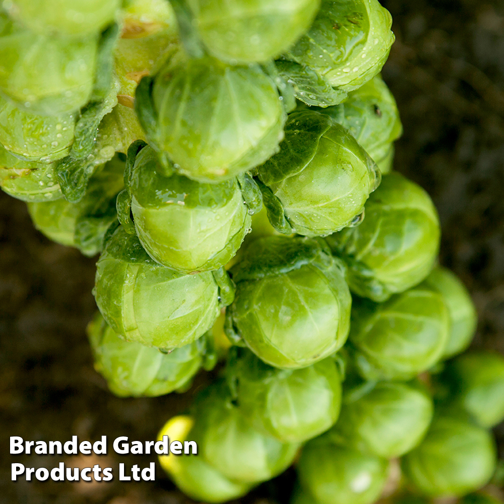 Brussels Sprout 'Cryptus' F1 - Seeds image