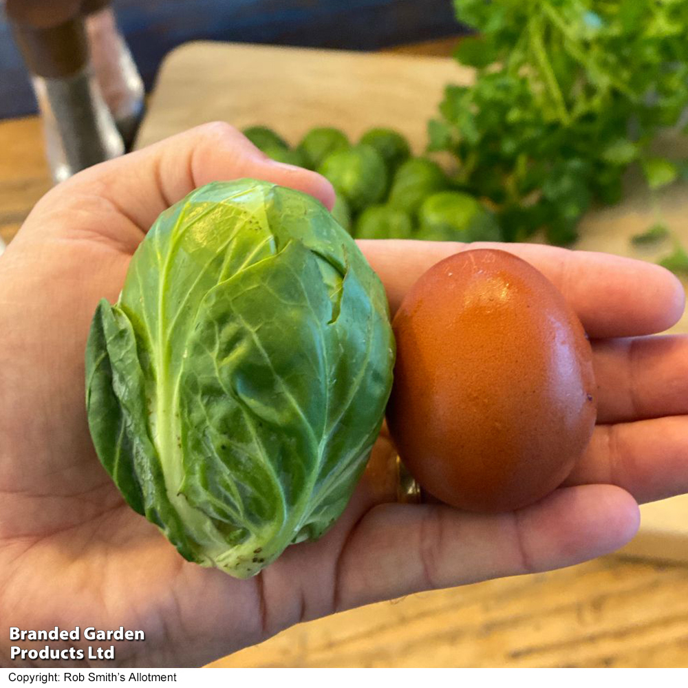 Brussels Sprout 'Marte' F1 - Seeds image