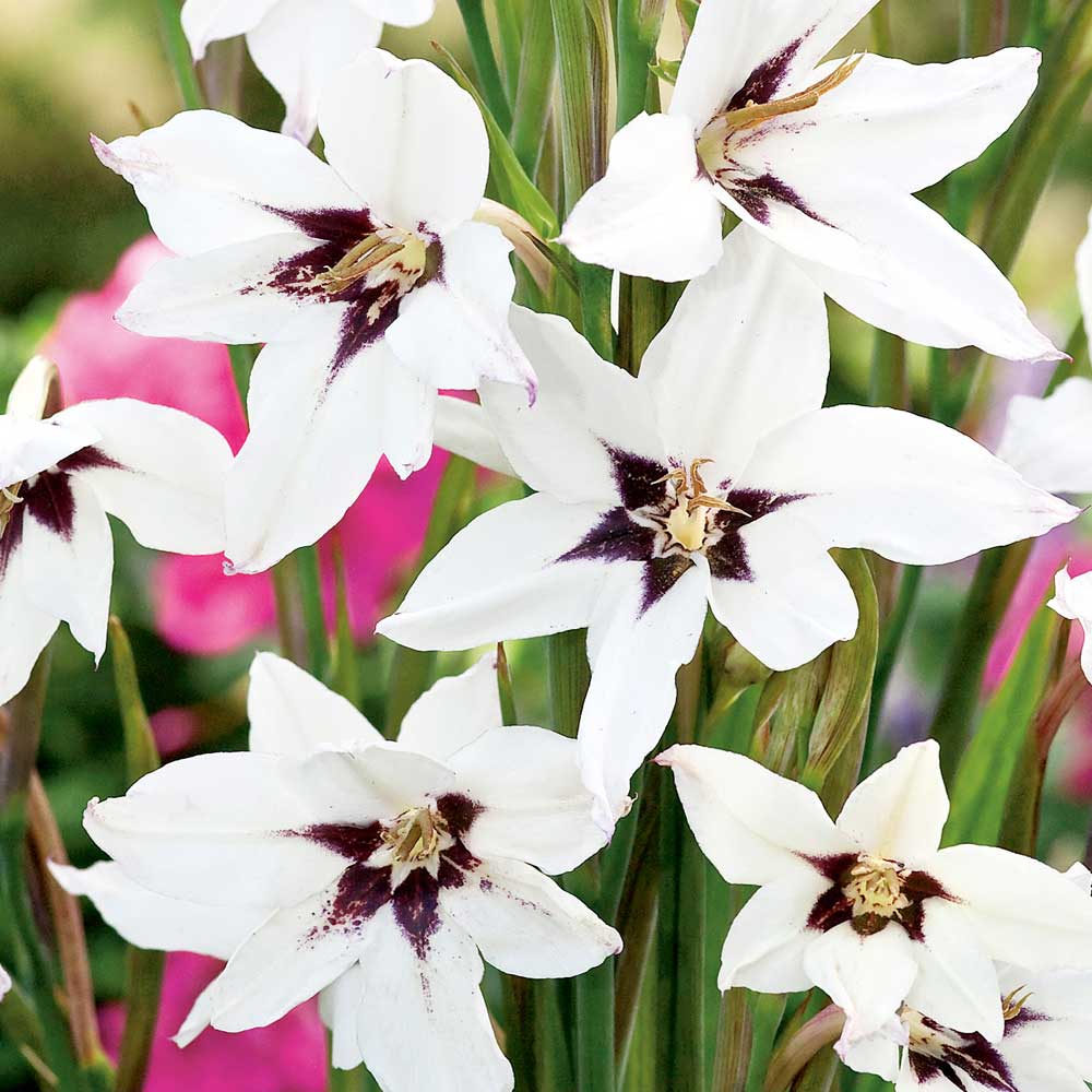 Gladiolus murielae image