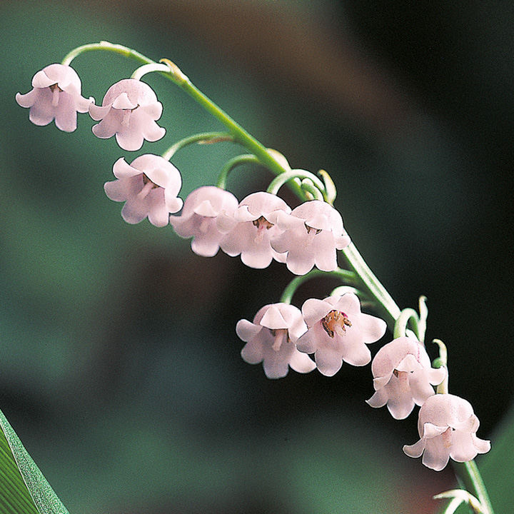 Lily of the Valley (Pink) image
