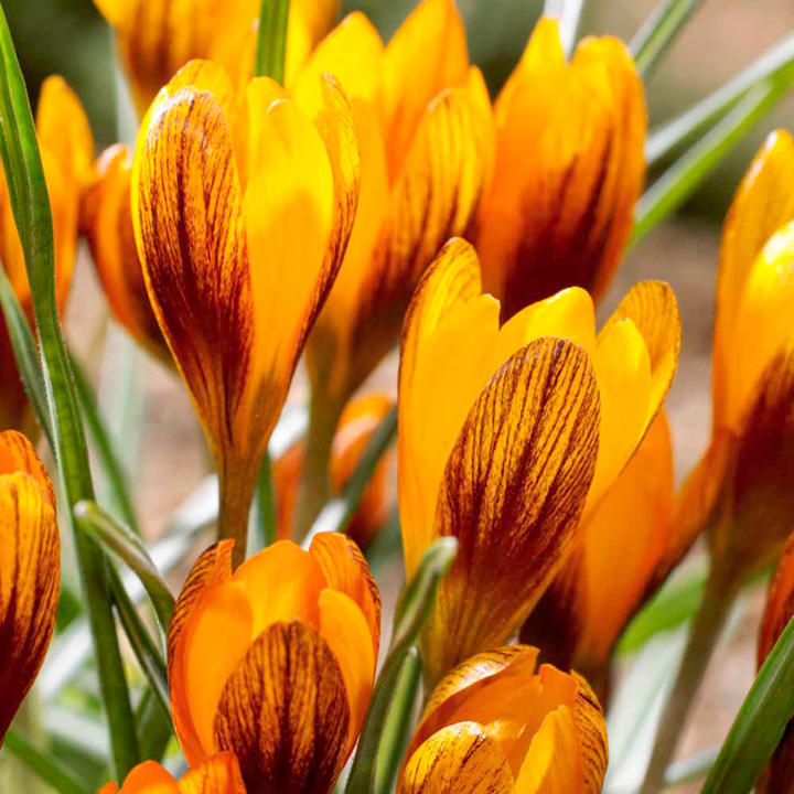 Crocus olivieri subsp. balansae 'Orange Monarch' image