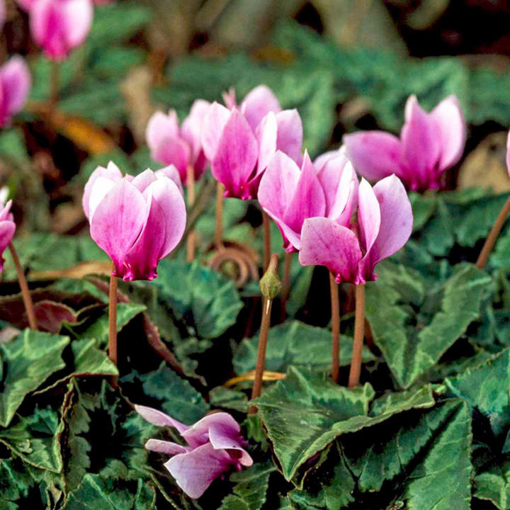 Cyclamen Hederifolium Bulbs image