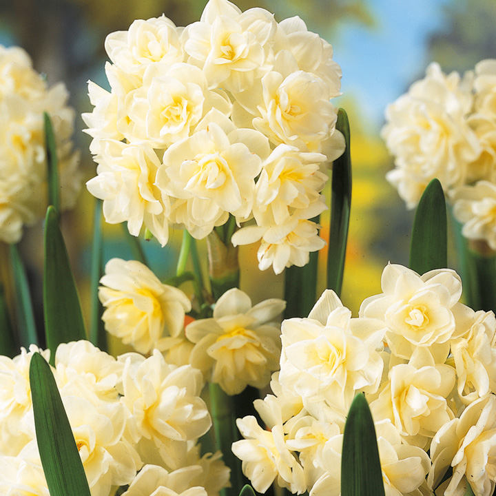 Daffodil 'Scented Collection' image